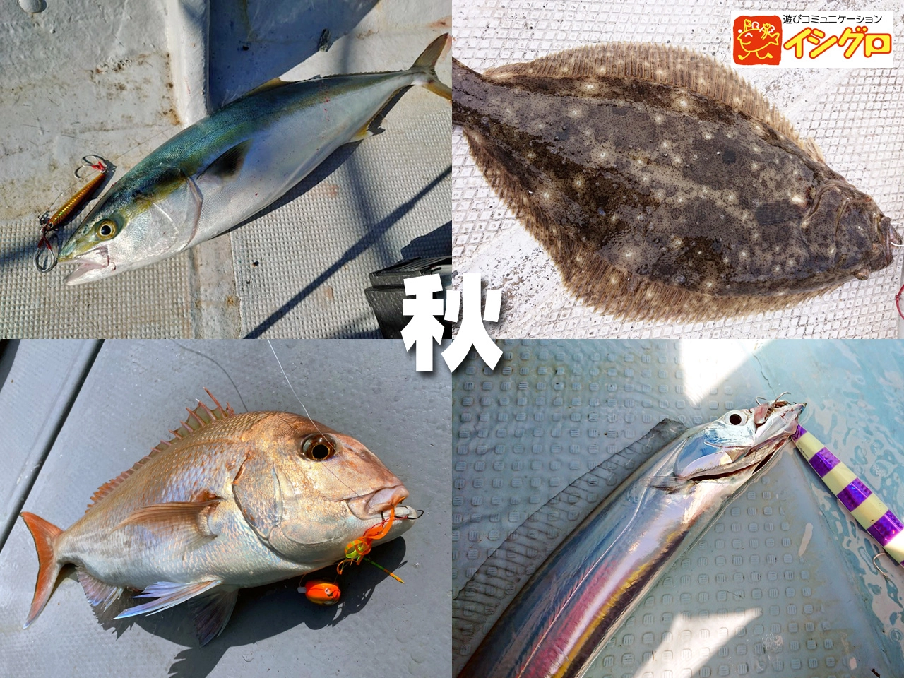 伊勢湾ジギング | 釣具のイシグロ | 釣り情報サイト 伊勢湾ジギング | 釣具のイシグロ | 釣り情報サイト